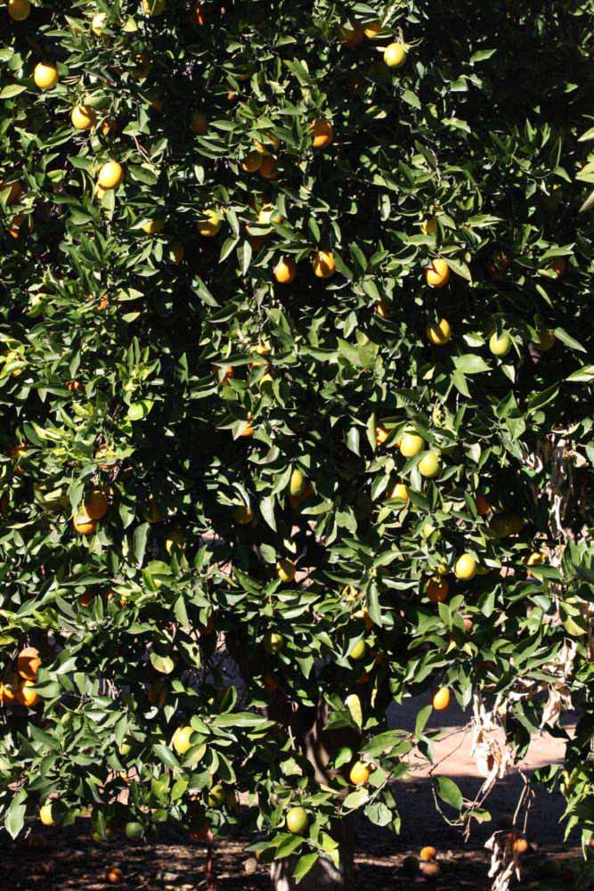            Habit (Riverside, CA)   